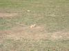 PICTURES/Badlands National Park/t_Prairie Dog11.JPG